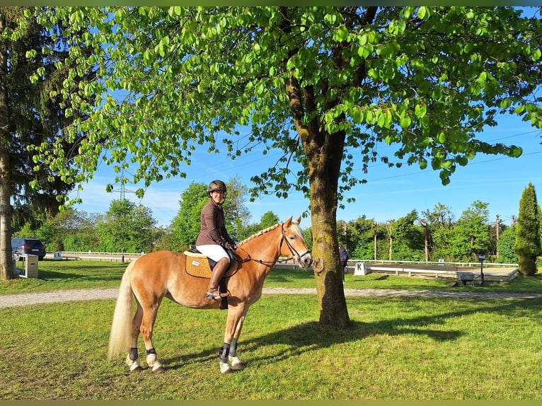 Haflinger Mare 7 years 14,2 hh Chestnut-Red in Aigen im Ennstal