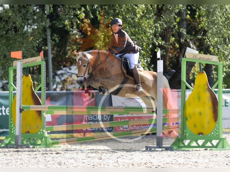 Haflinger Mare 7 years 14,2 hh Chestnut-Red in Aigen im Ennstal