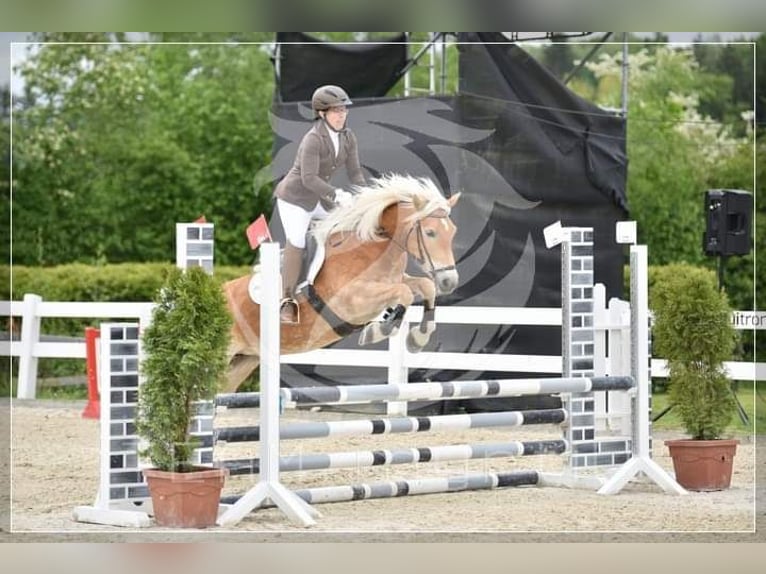 Haflinger Mare 7 years 14,2 hh Chestnut-Red in Aigen im Ennstal