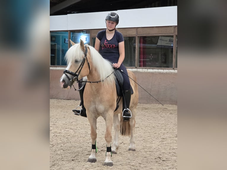 Haflinger Mare 7 years 14,3 hh Palomino in Ter Apel