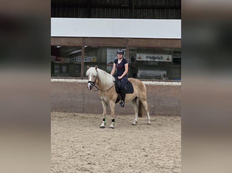 Haflinger Mare 7 years 14,3 hh Palomino in Ter Apel