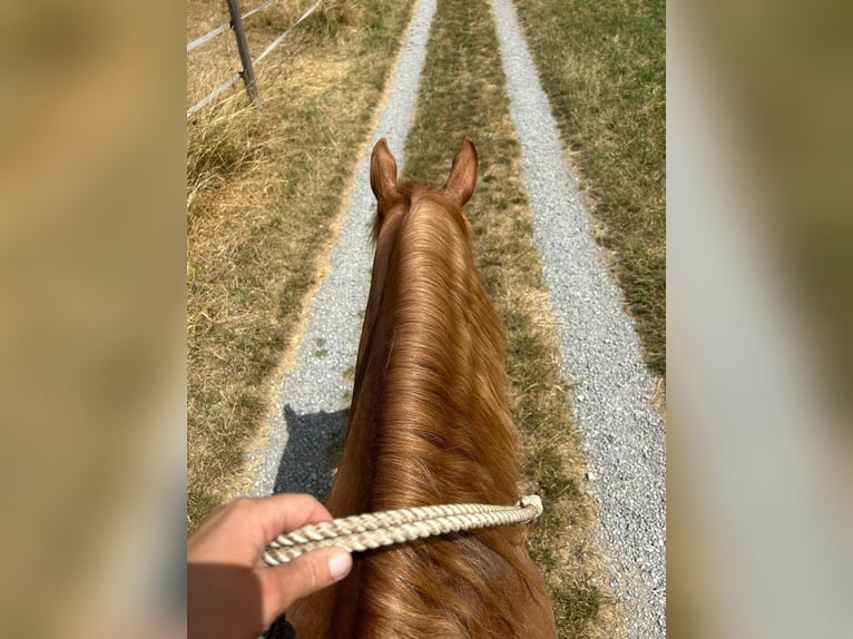 Haflinger Mix Mare 7 years 15,1 hh Chestnut-Red in Sauldorf