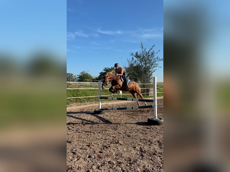 Haflinger Mix Mare 7 years 15,1 hh Chestnut-Red in Sauldorf