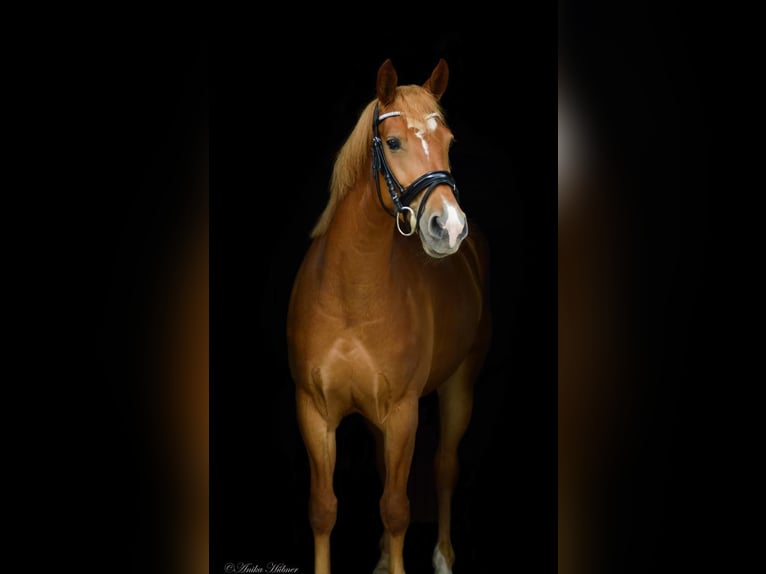 Haflinger Mix Mare 7 years 15,1 hh Chestnut-Red in Sauldorf