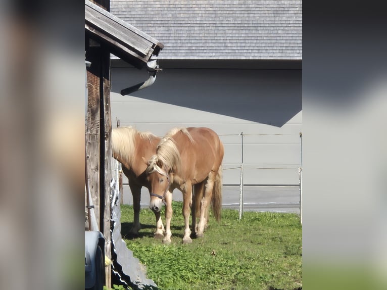 Haflinger Mare 7 years 15.1 hh  in Hittisau