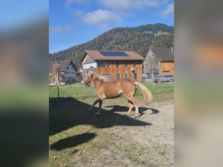 Haflinger Mare 7 years 15.1 hh  in Hittisau