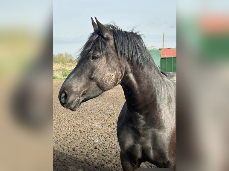 Haflinger Mix Mare 7 years 15,2 hh Black in Horneburg