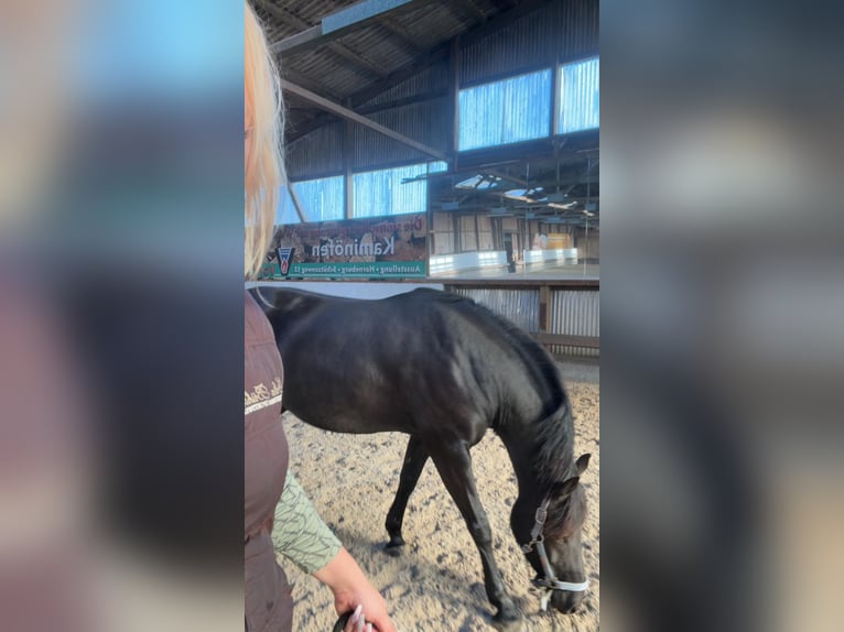 Haflinger Mix Mare 7 years 15,2 hh Black in Horneburg