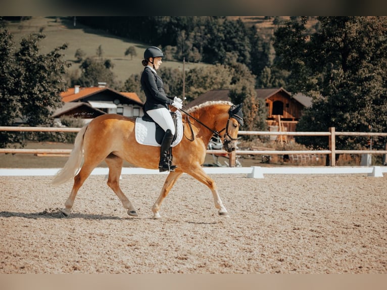 Haflinger Mare 7 years 15 hh Chestnut-Red in Gunskirchen