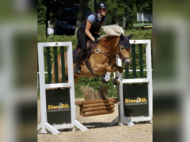 Haflinger Mare 7 years 15 hh Chestnut-Red in Gunskirchen