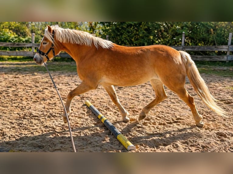 Haflinger Mare 7 years 15 hh Chestnut-Red in Wohnste