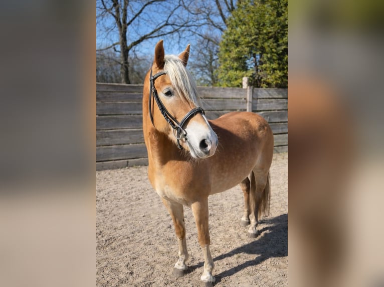 Haflinger Mare 7 years 15 hh Chestnut-Red in Wohnste