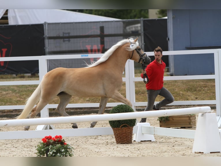 Haflinger Mare 7 years 15 hh Chestnut-Red in Willingen (Upland)