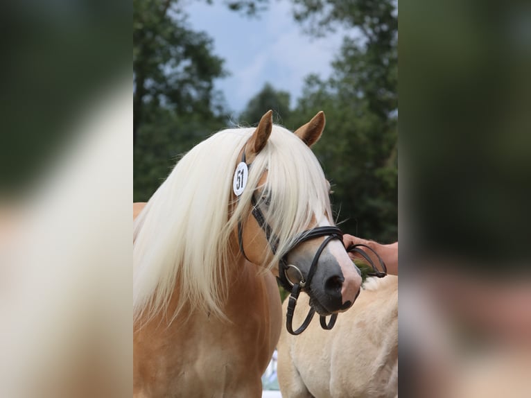 Haflinger Mare 7 years 15 hh Chestnut-Red in Willingen (Upland)