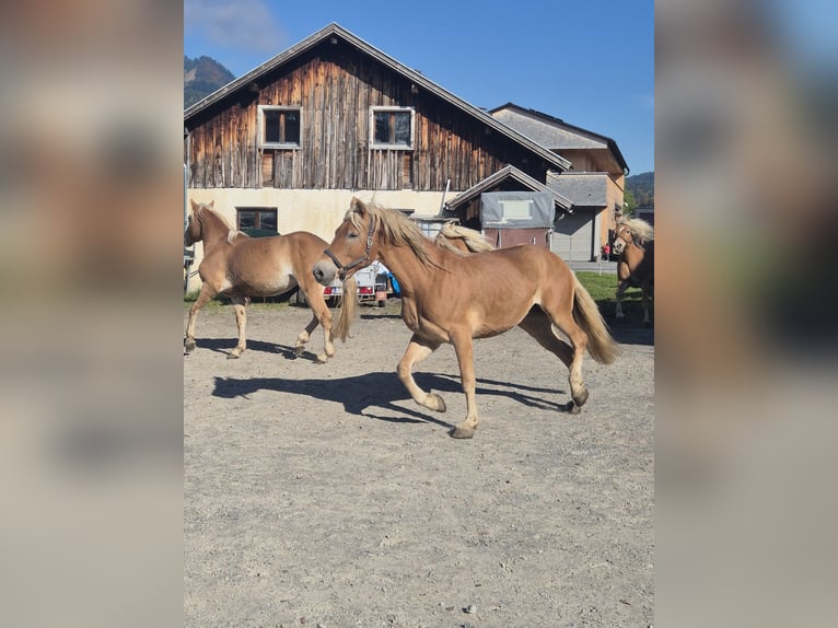 Haflinger Mare 7 years 15,1 hh in Hittisau