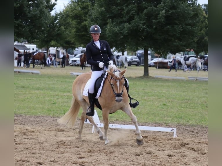 Haflinger Mare 7 years  in Rheinsberg Zühlen