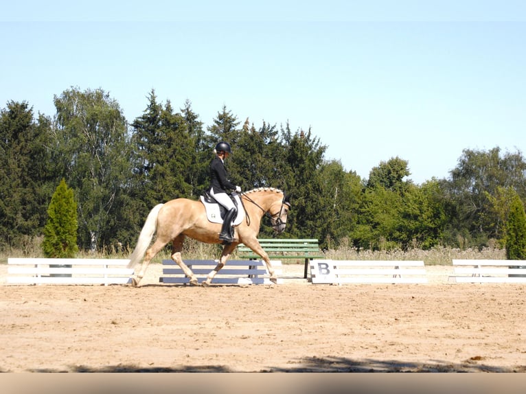 Haflinger Mare 7 years in Bad Langensalza
