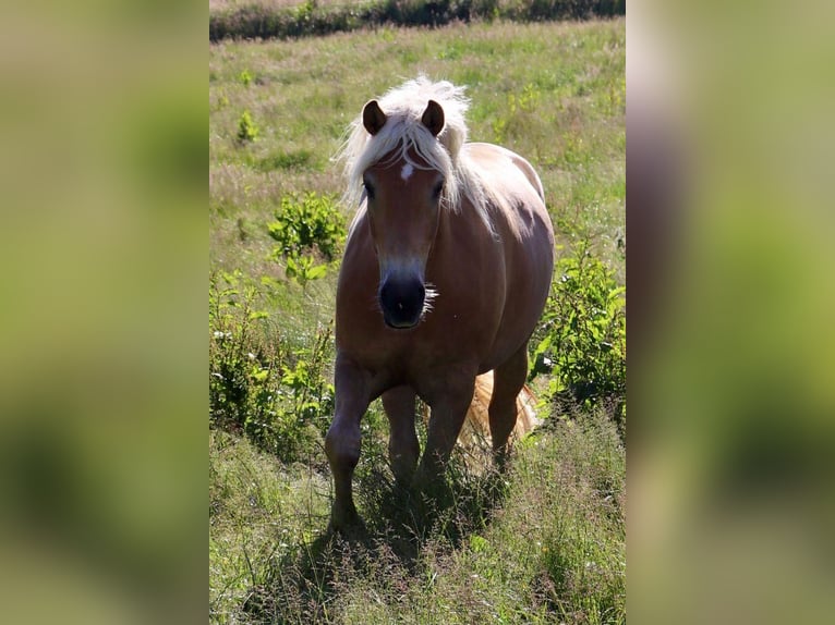 Haflinger Mare 7 years  in Arnsberg