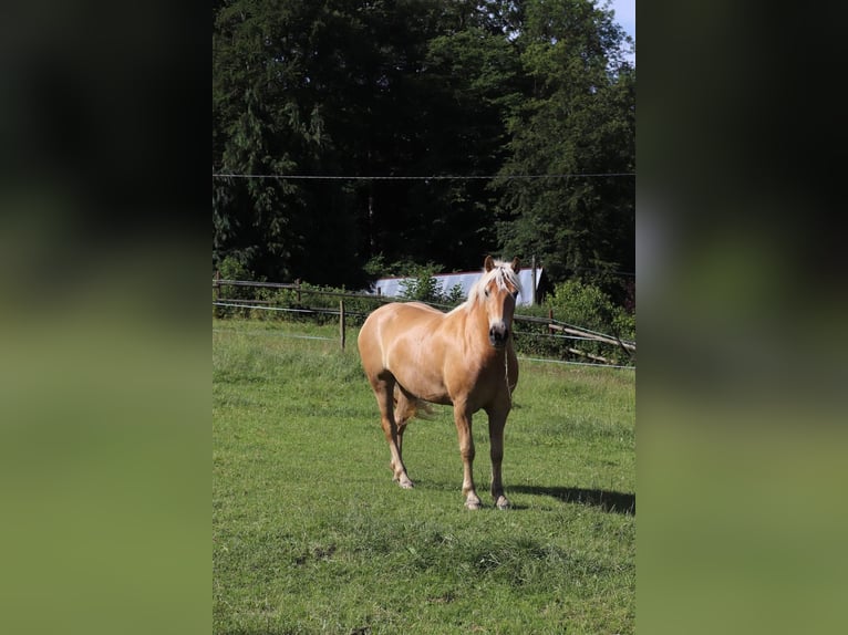 Haflinger Mare 7 years  in Arnsberg
