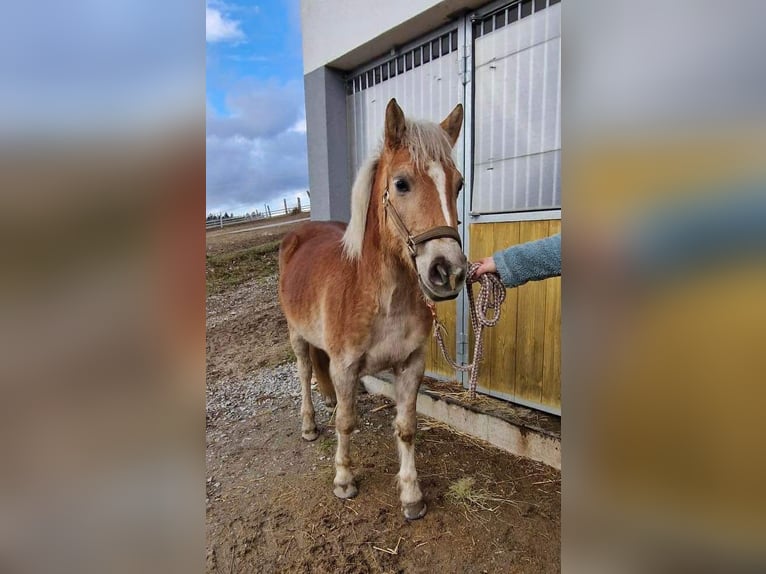 Haflinger Mare 8 years 13,2 hh Chestnut-Red in Lest