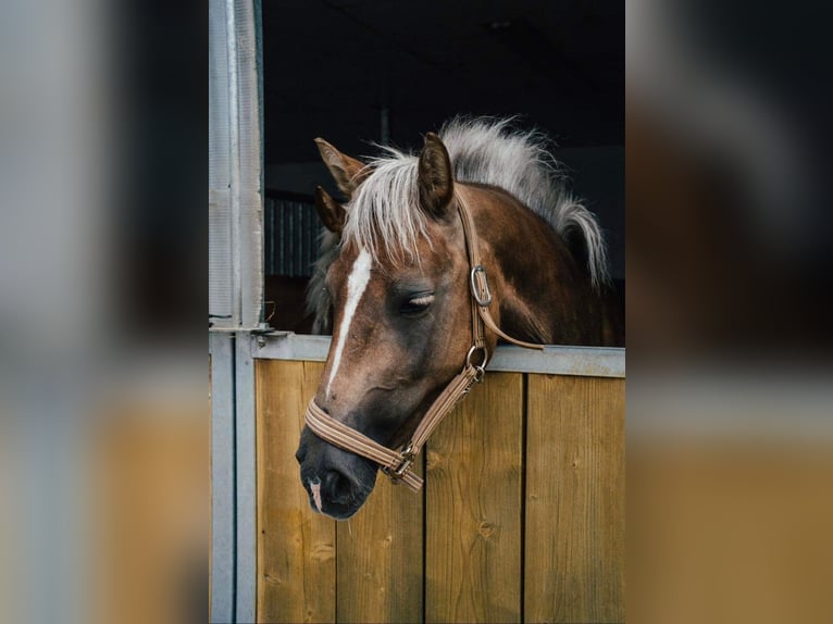 Haflinger Mare 8 years 13,2 hh Chestnut-Red in Lest
