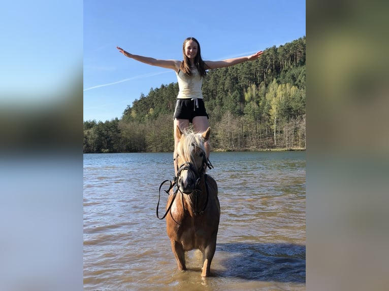 Haflinger Mare 8 years 13.2 hh Chestnut-Red in Grasellenbach