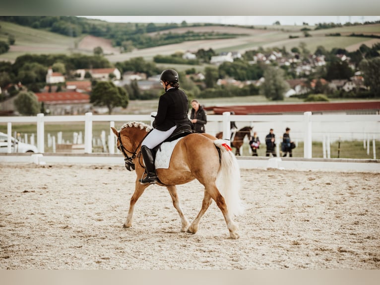 Haflinger Mare 8 years 13.3 hh  in Franzensdorf