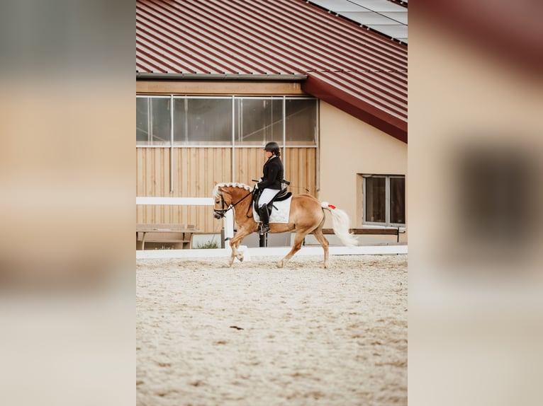 Haflinger Mare 8 years 13.3 hh  in Franzensdorf