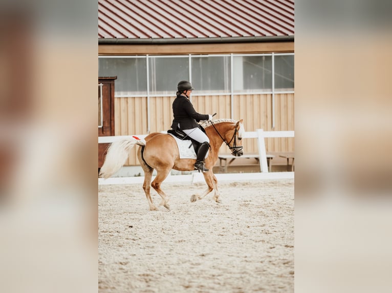 Haflinger Mare 8 years 13.3 hh  in Franzensdorf