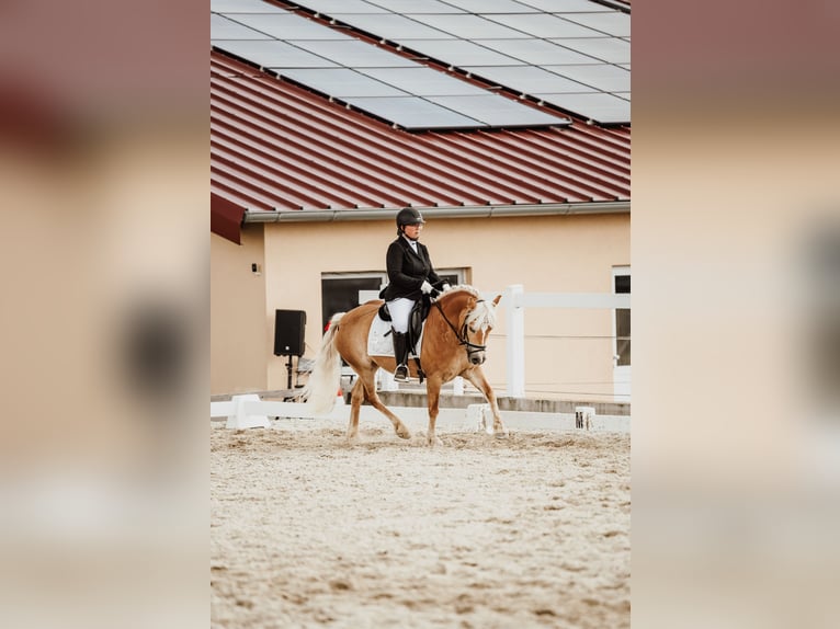 Haflinger Mare 8 years 13.3 hh  in Franzensdorf