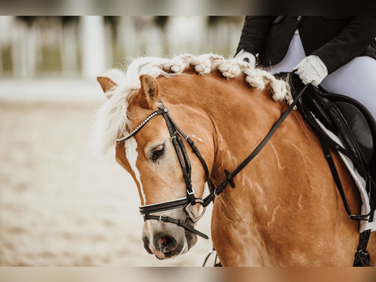 Haflinger Mare 8 years 13.3 hh  in Franzensdorf