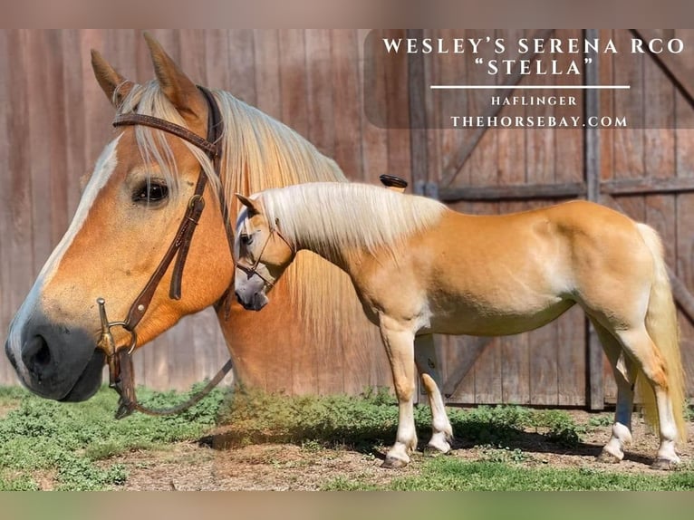 Haflinger Mare 8 years 13.3 hh Palomino in Wilburton, OK