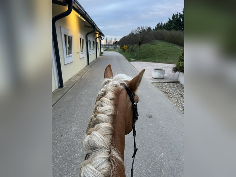 Haflinger Mare 8 years 13,3 hh  in Franzensdorf