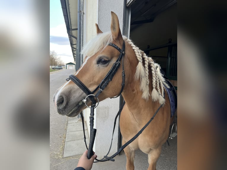 Haflinger Mare 8 years 13,3 hh  in Franzensdorf