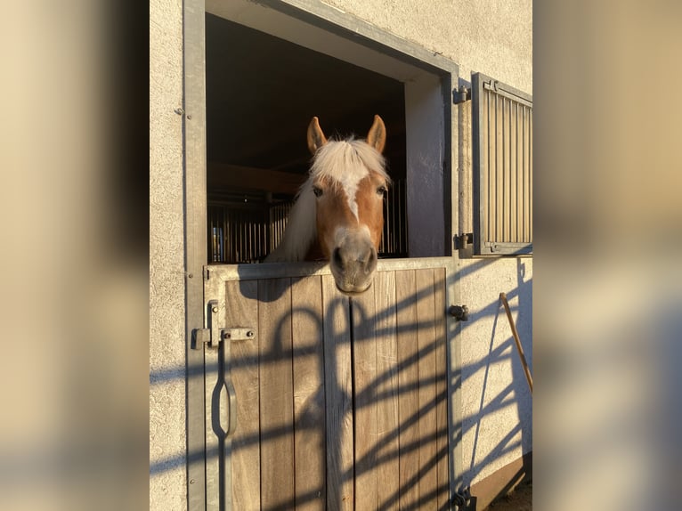 Haflinger Mare 8 years 14.1 hh Chestnut-Red in Bühl