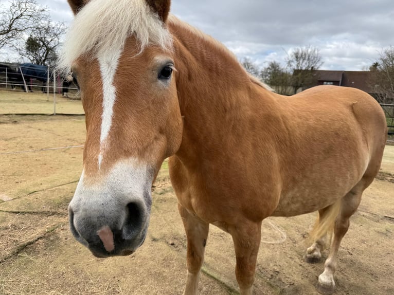 Haflinger Mare 8 years 14.1 hh Chestnut-Red in Goslar