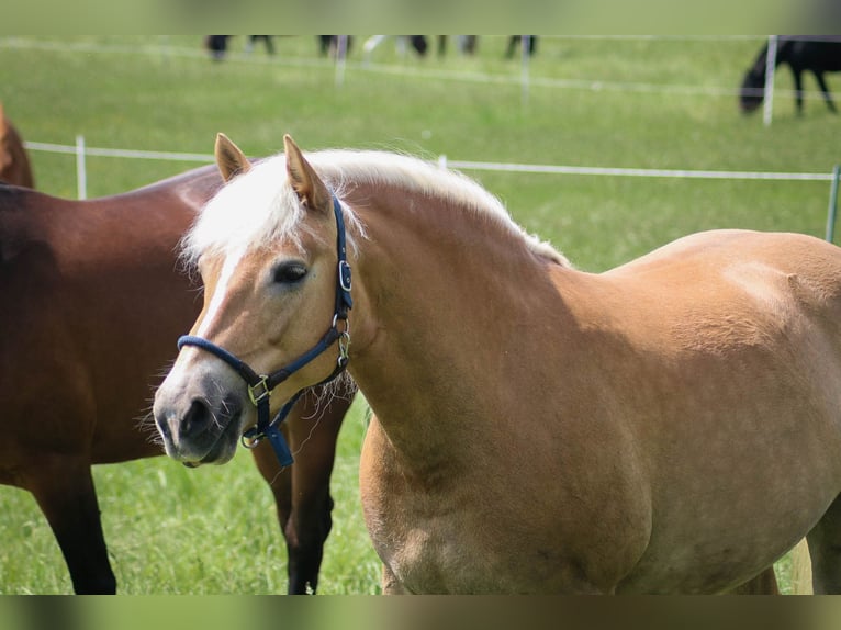 Haflinger Mare 8 years 14.1 hh Chestnut-Red in Goslar