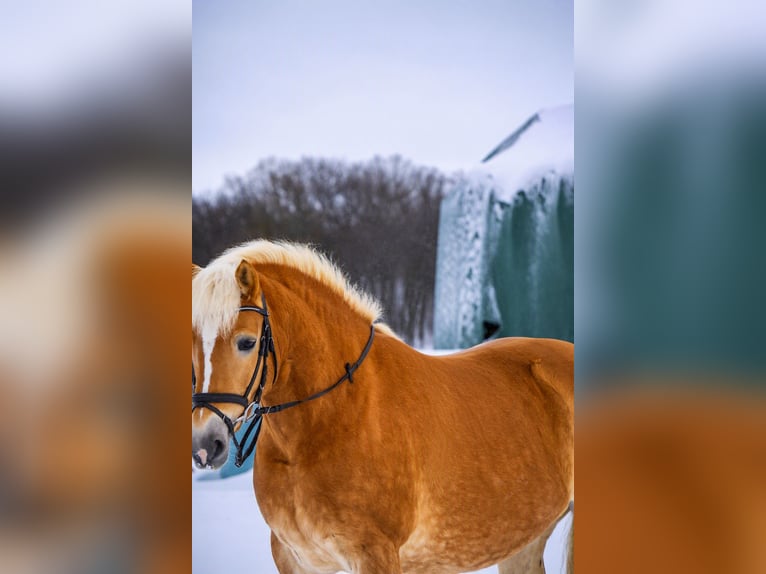 Haflinger Mare 8 years 14.1 hh Chestnut-Red in Goslar