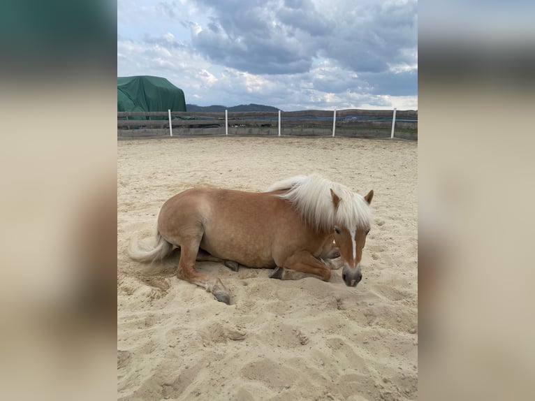 Haflinger Mare 8 years 14.1 hh Chestnut-Red in Goslar