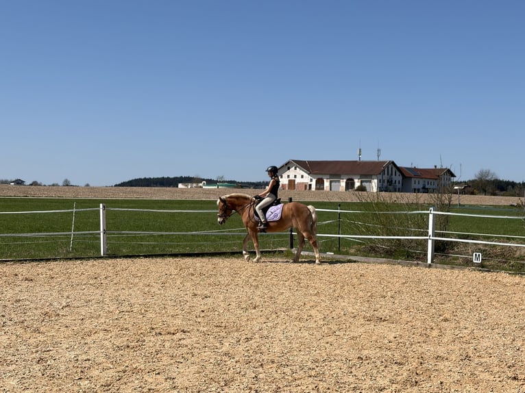 Haflinger Mare 8 years 14.1 hh Chestnut-Red in Kienberg