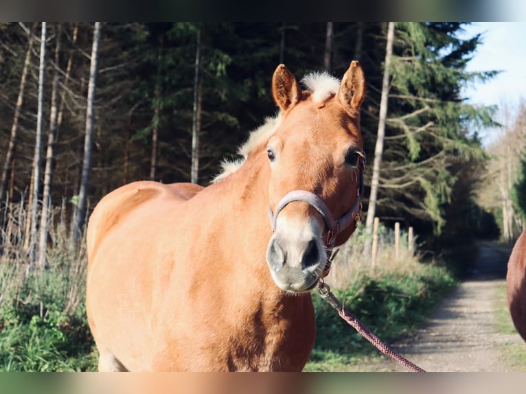 Haflinger Mare 8 years 14.1 hh Chestnut-Red in Kienberg