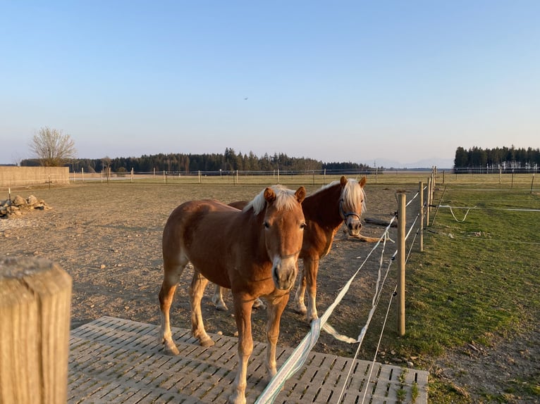 Haflinger Mare 8 years 14.1 hh Chestnut-Red in Kienberg