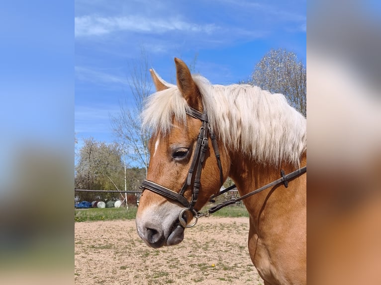 Haflinger Mare 8 years 14.1 hh Palomino in Höchstädt im Fichtelgebirge