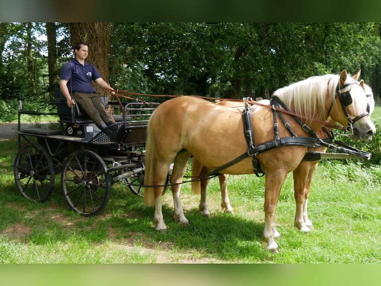Haflinger Mare 8 years 14.2 hh  in Dorsten