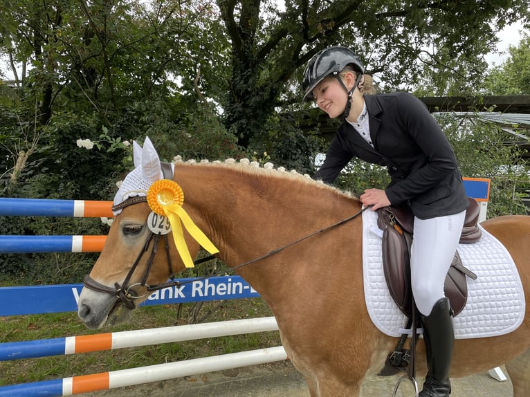 Haflinger Mare 8 years 14,2 hh Chestnut-Red in Voerde