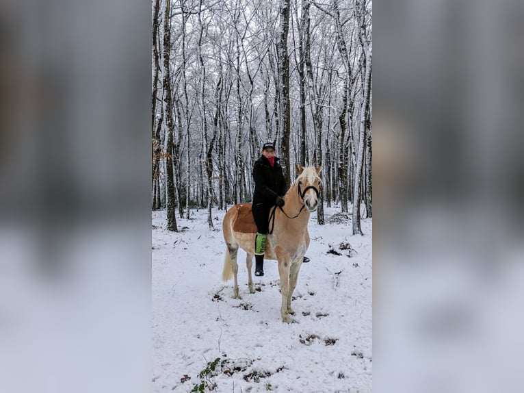 Haflinger Mare 8 years 14.2 hh Chestnut-Red in Langenberg