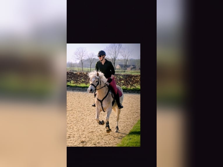 Haflinger Mare 8 years 14.2 hh Chestnut-Red in Langenberg