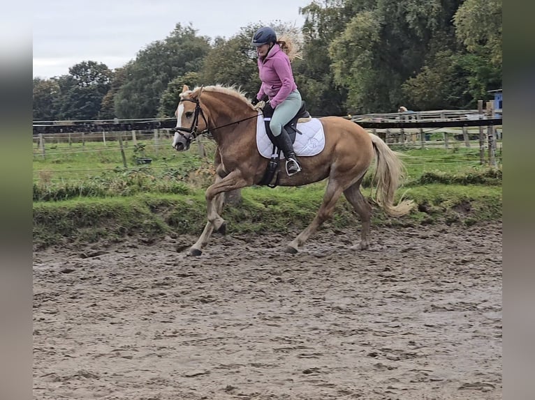 Haflinger Mare 8 years 14,2 hh Chestnut-Red in Mülheim an der Ruhr