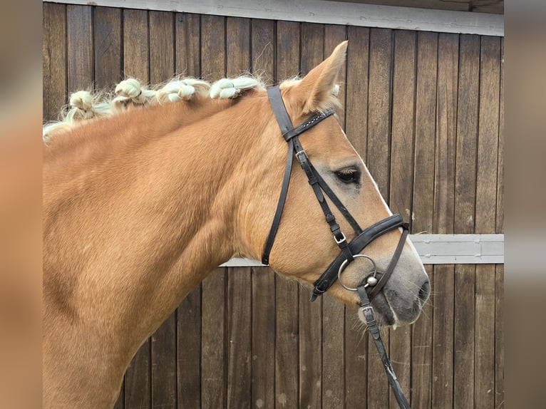 Haflinger Mare 8 years 14,2 hh Chestnut-Red in Mülheim an der Ruhr