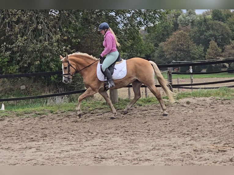 Haflinger Mare 8 years 14,2 hh Chestnut-Red in Mülheim an der Ruhr